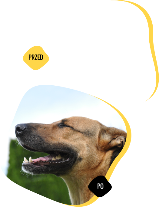 animal named Blaki after the help