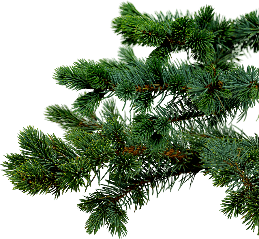 Charytatywna Choinka Gałązka