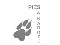 Pies w kadrze