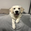 melon_goldenretriever