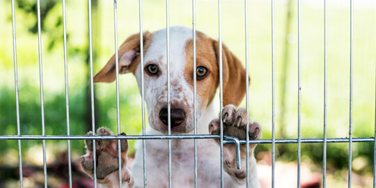 Pomaganie przez szukanie krok 1